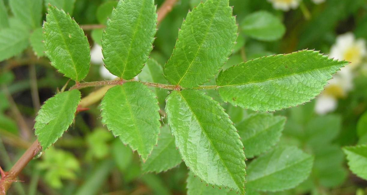 Multiflora Rose leaves