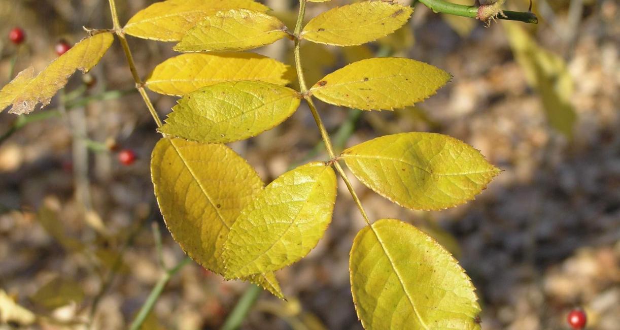 Multiflora Rose leaves