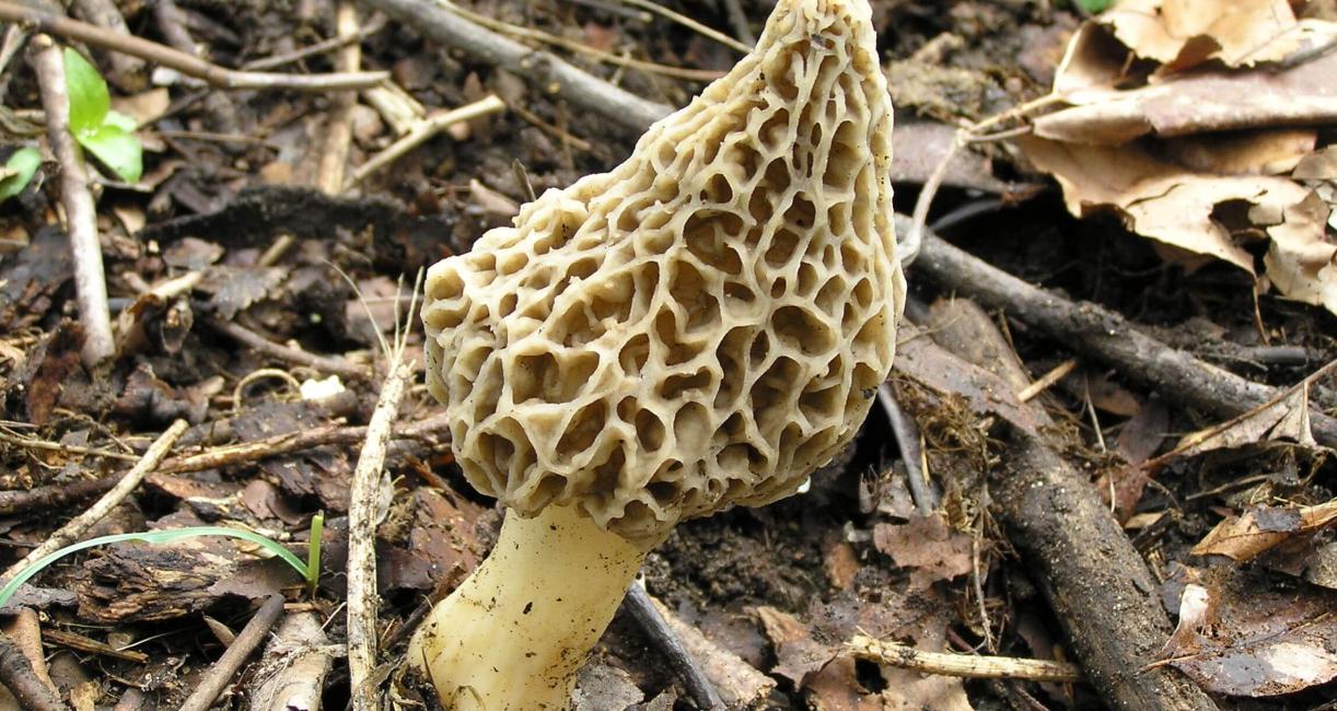 Morel Mushroom