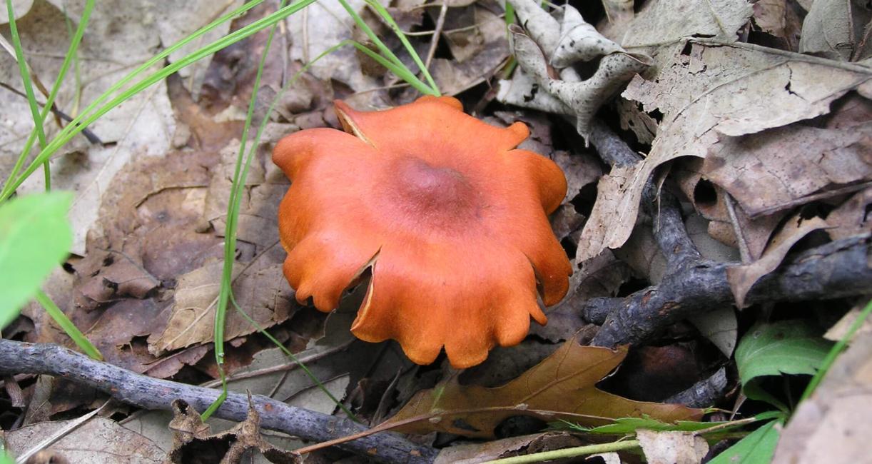 Mushroom