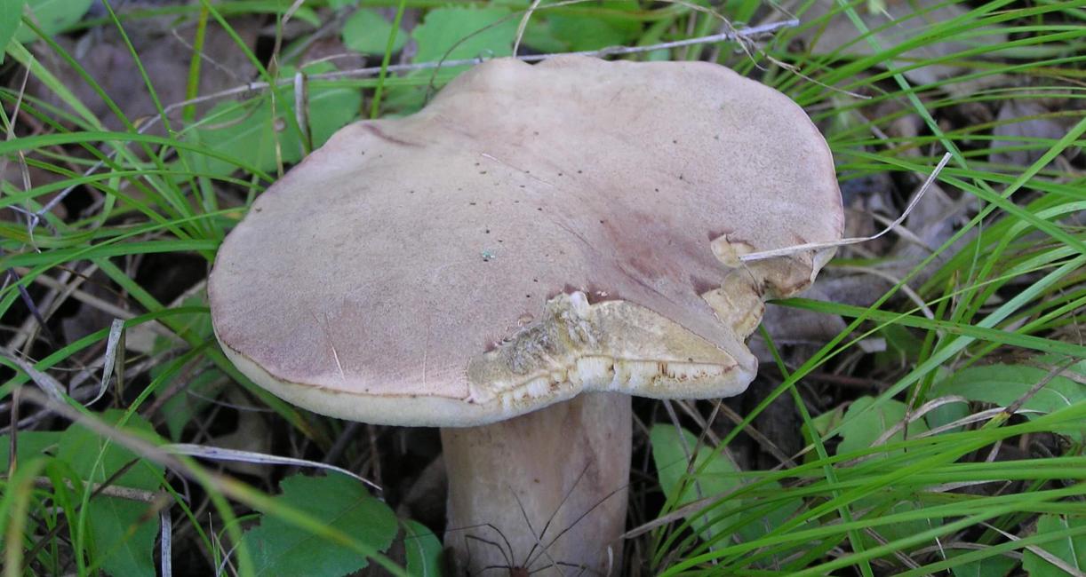 Mushroom