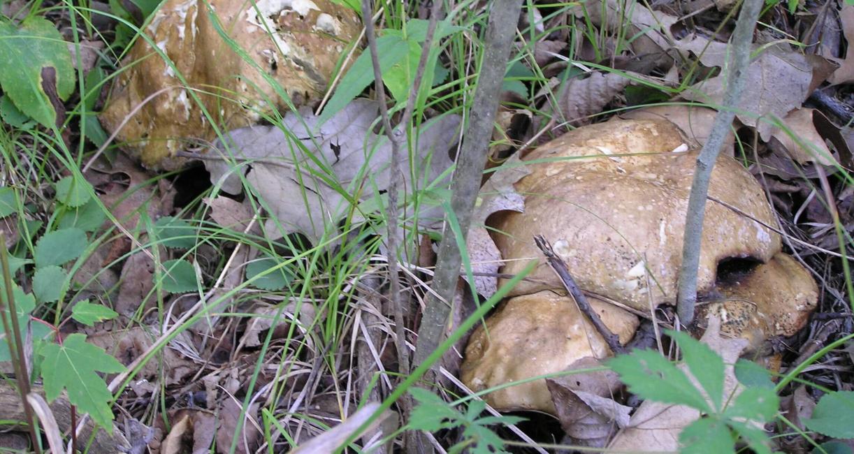 Mushroom