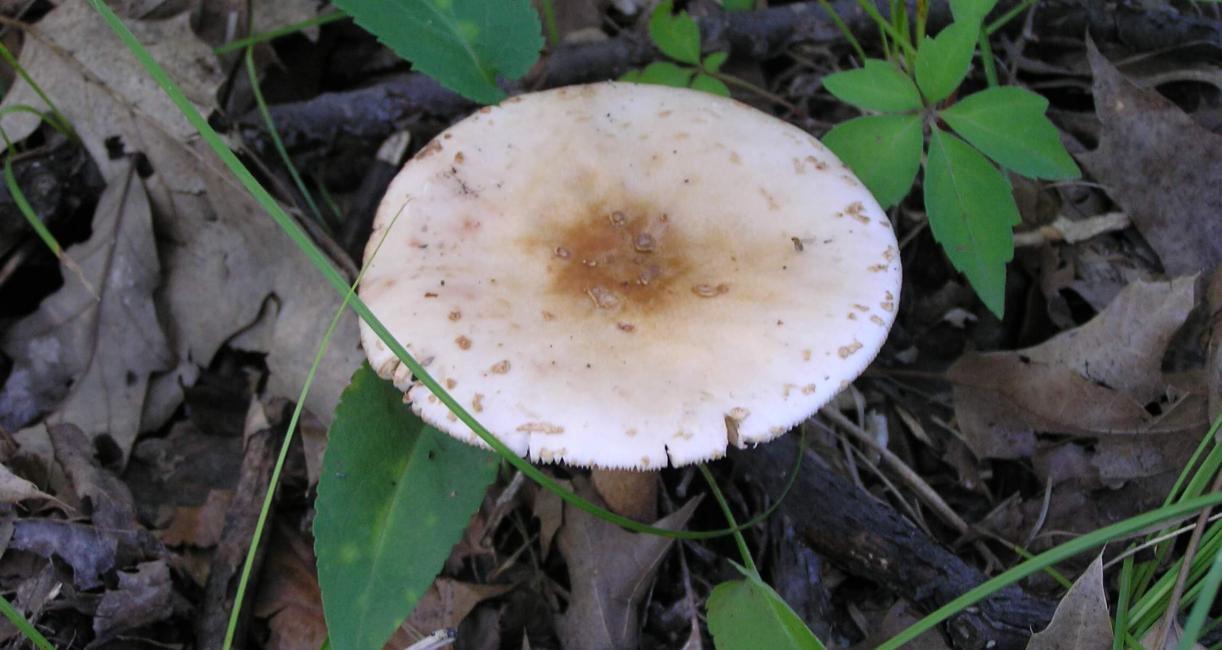Mushroom