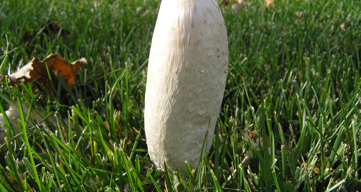Mushroom