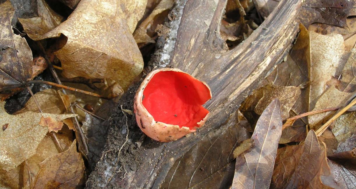Mushroom