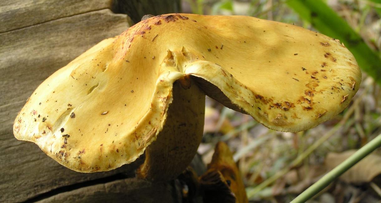 Mushroom