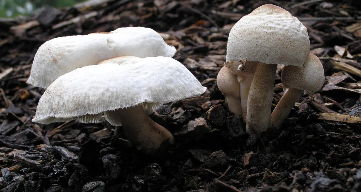 Mushroom