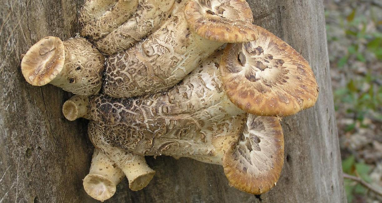 Mushroom