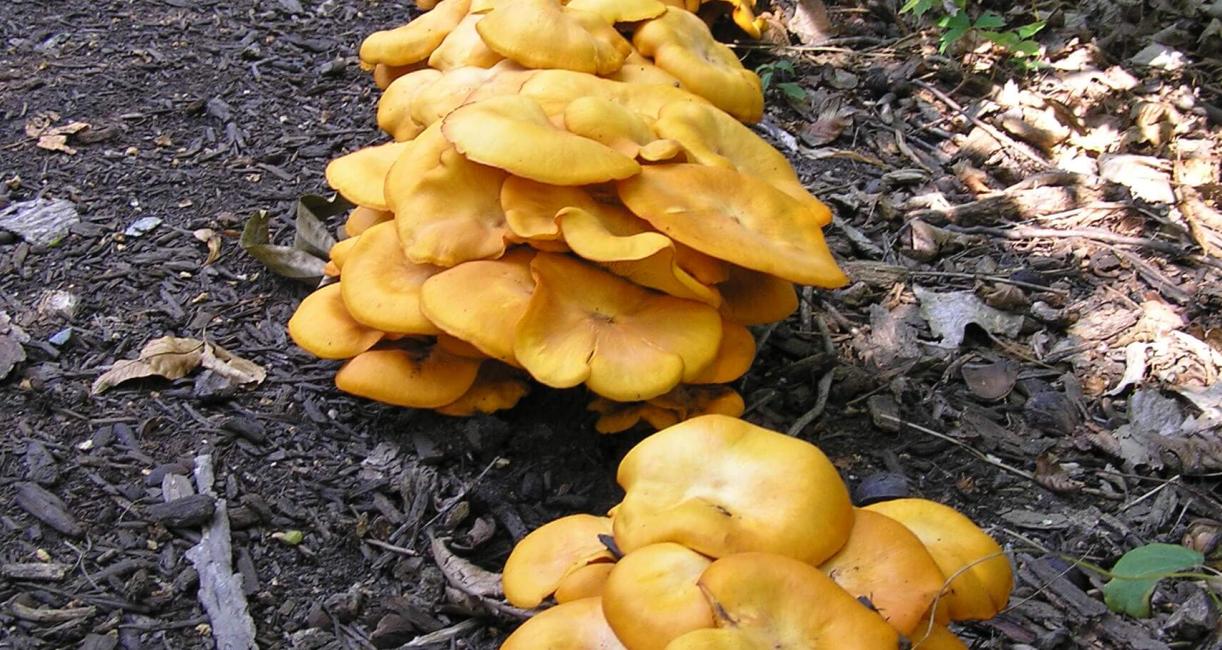 Mushroom