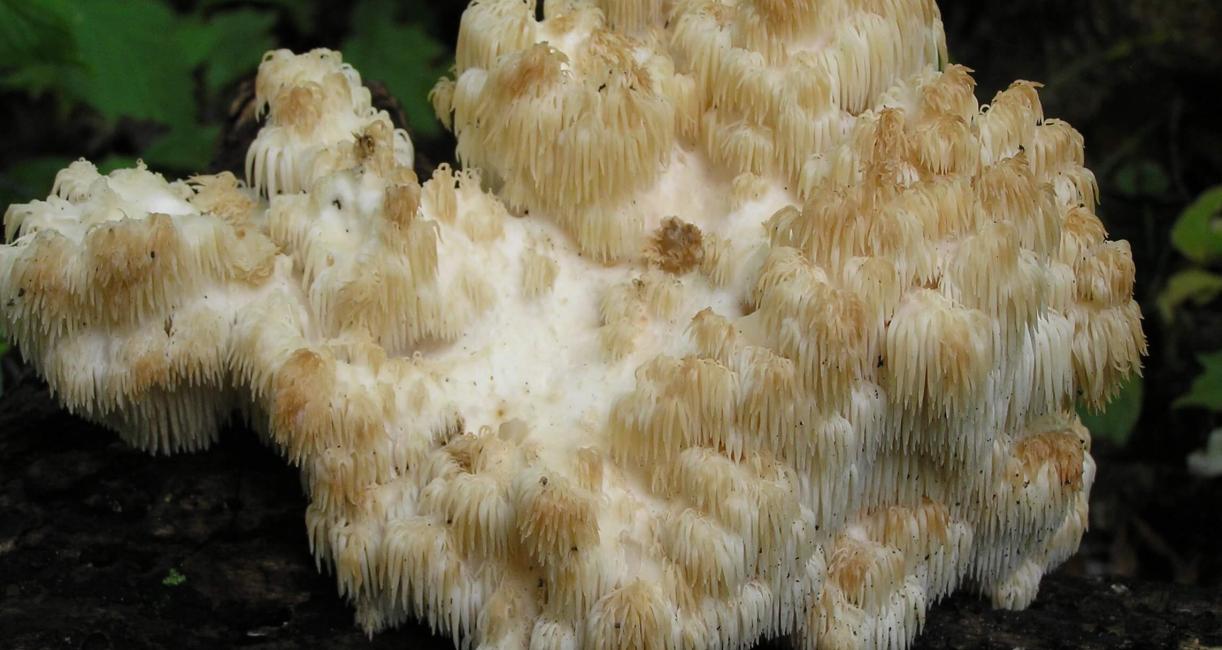 Mushroom