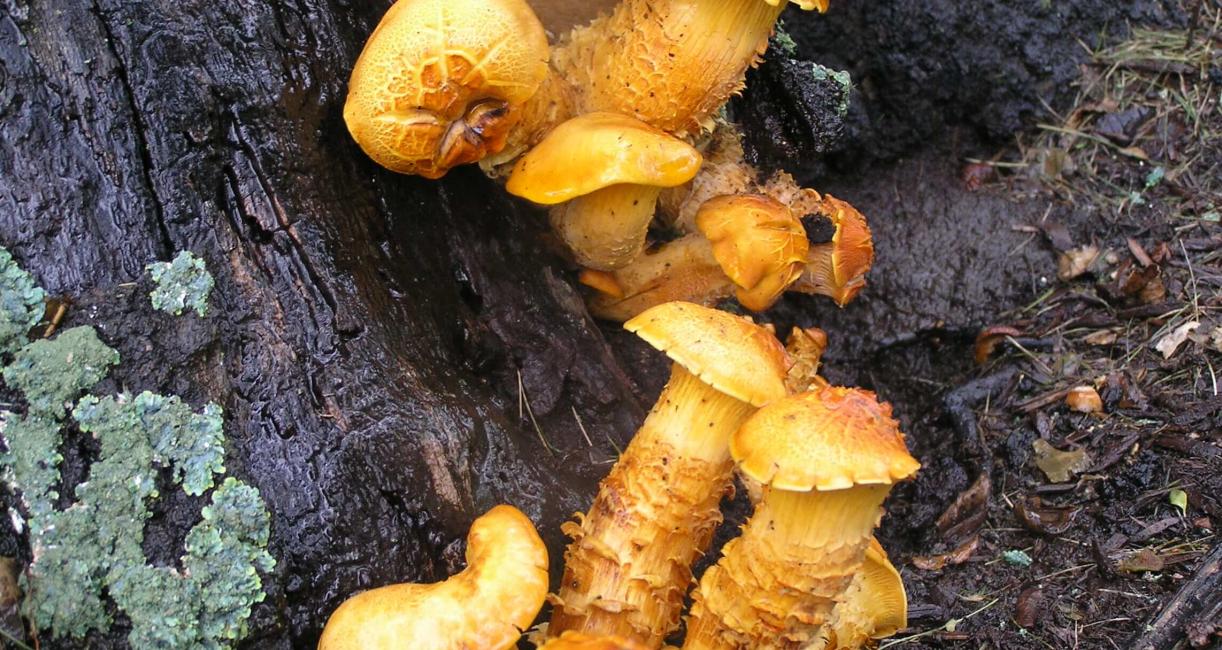 Mushroom