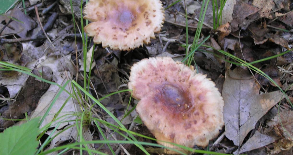 Mushroom