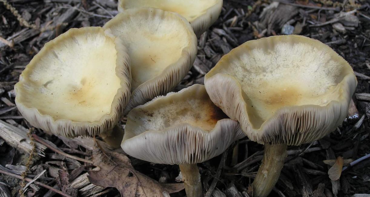 Mushroom