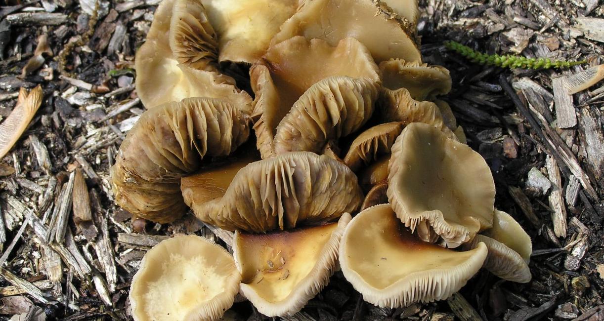 Mushroom