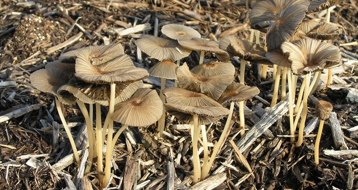 Mushroom