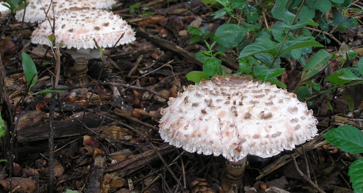 Mushroom