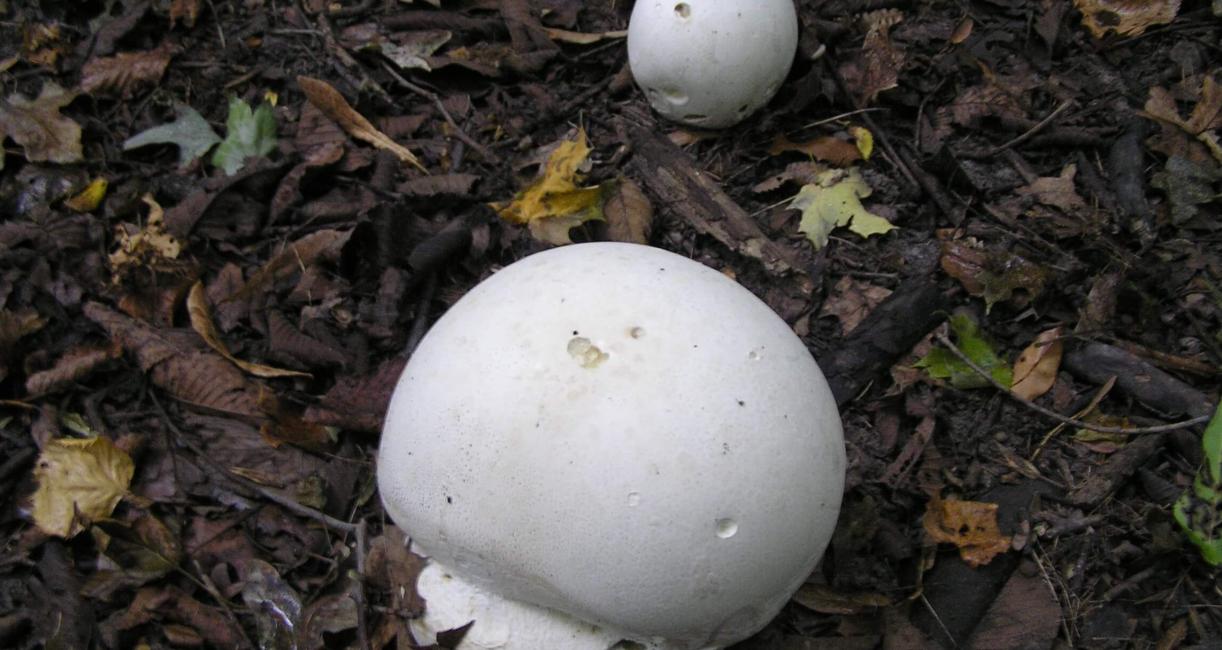 Puffball Mushroom