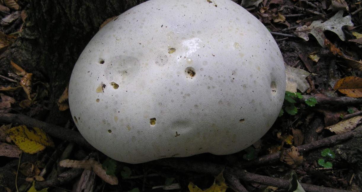 Puffball Mushroom