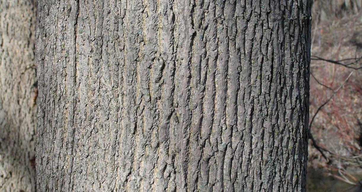 Norway Maple bark