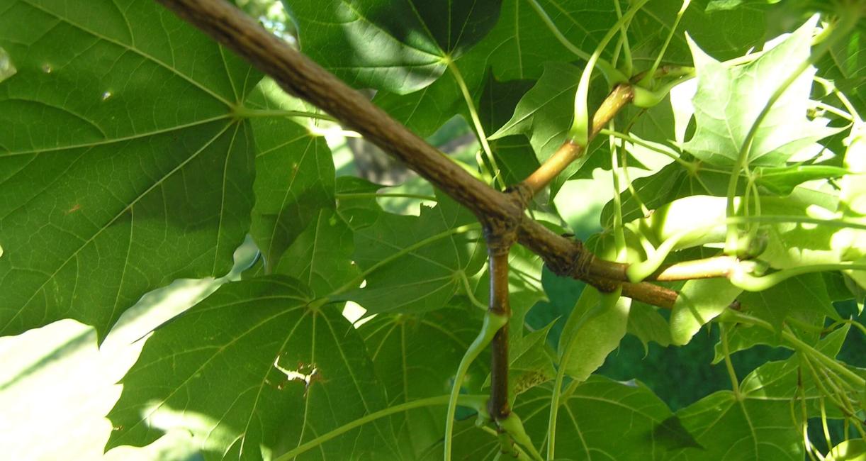 Norway Maple branch