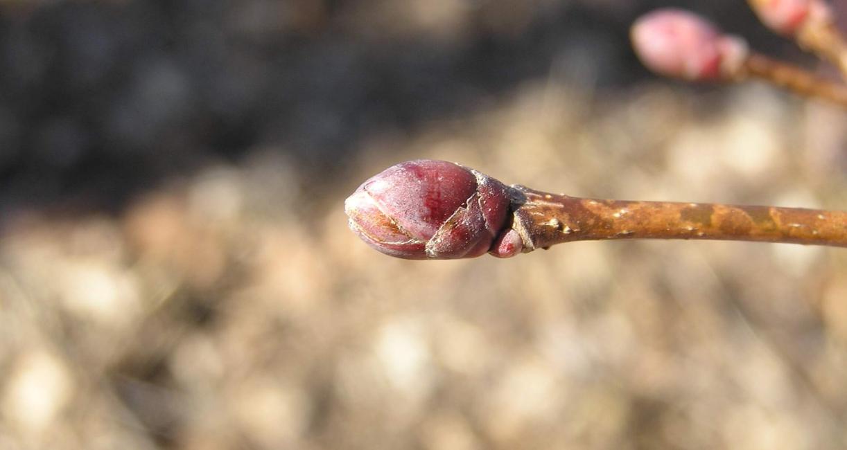 Norway Maple bud