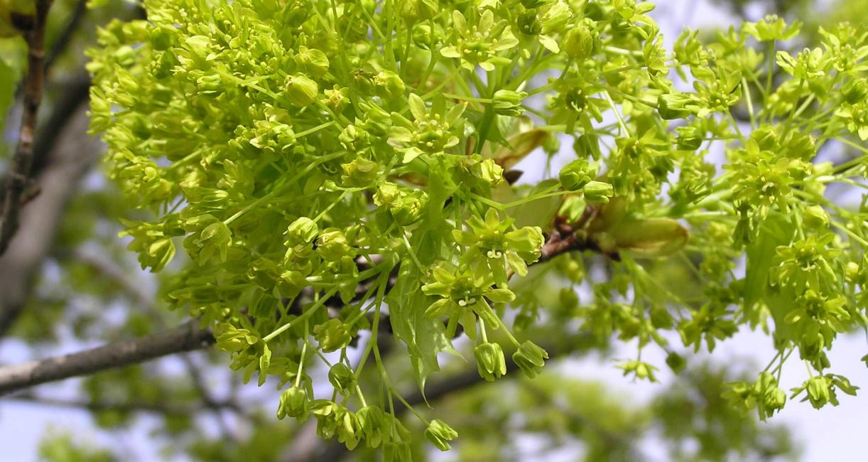 Norway Maple flower