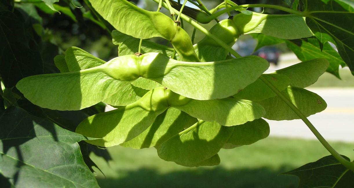 Norway Maple fruit