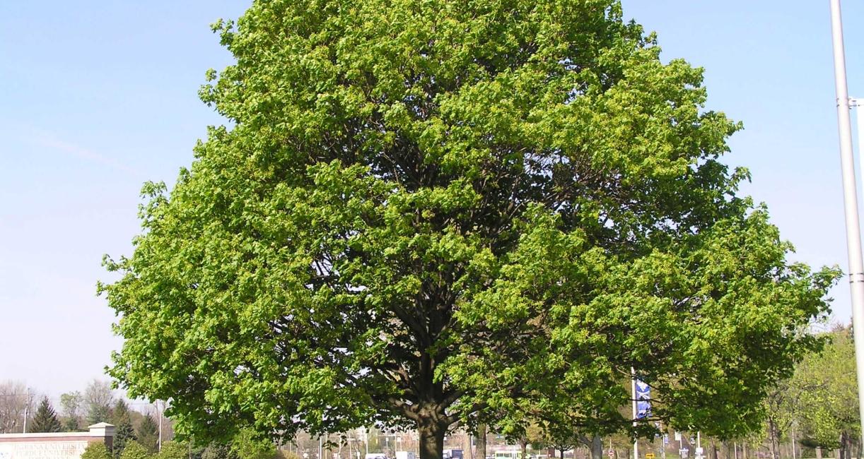 Norway Maple habit