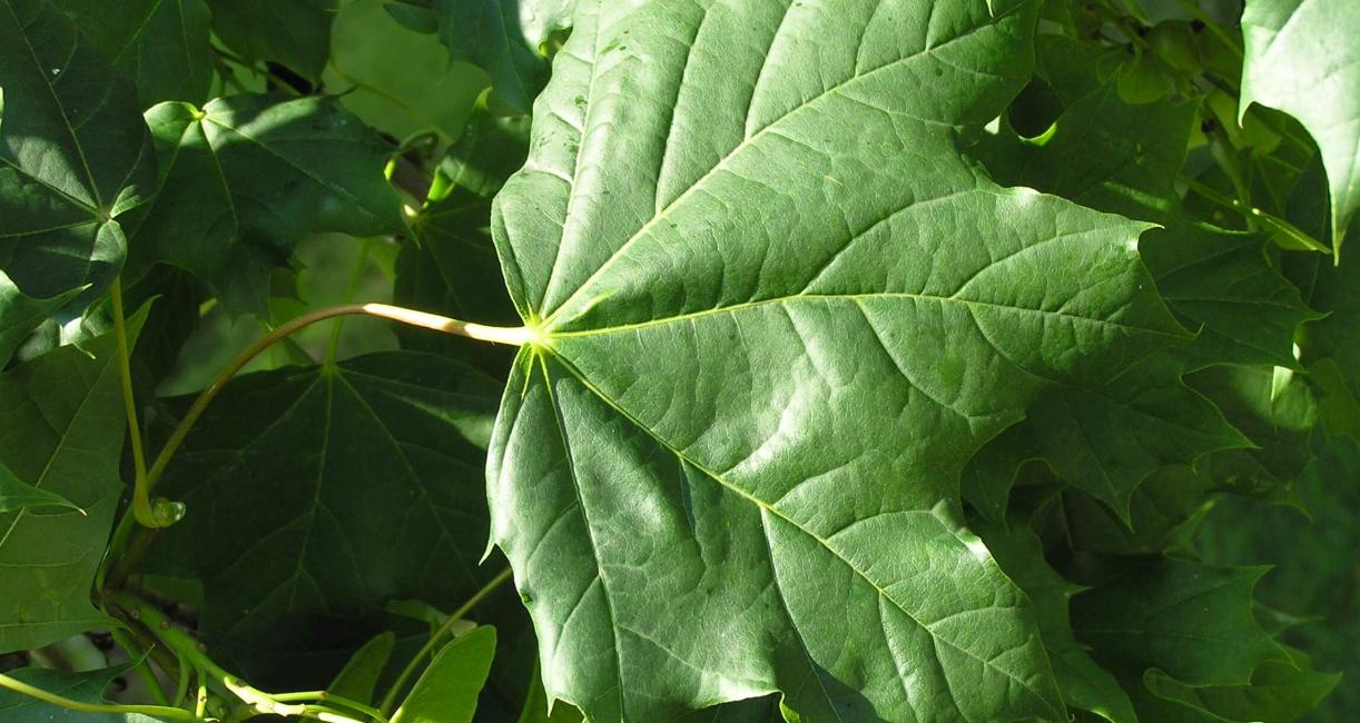 Norway Maple leaves