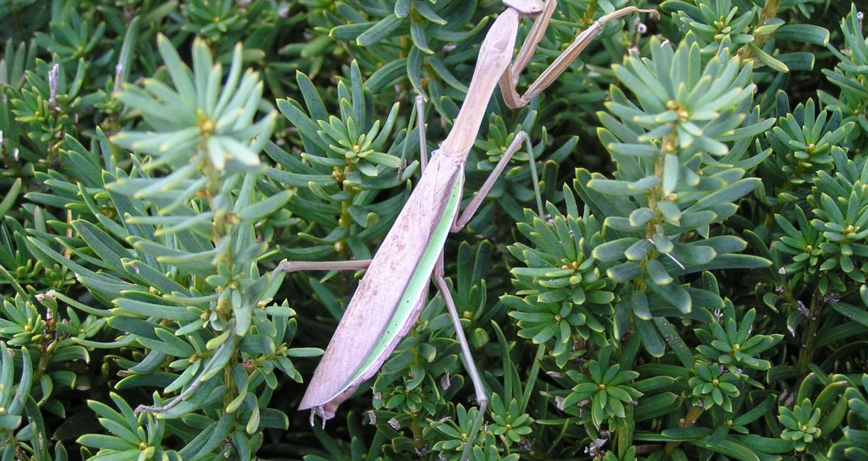 Praying Mantis