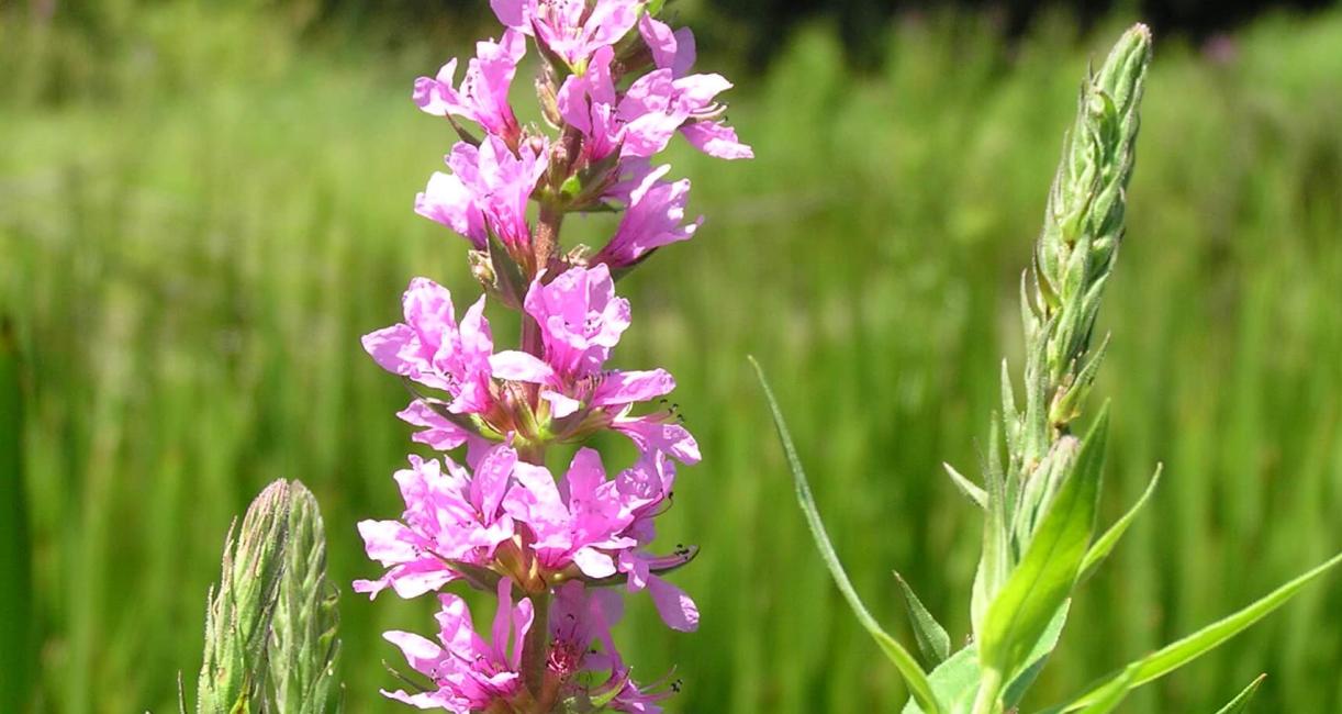 Purple Loosestrife flower