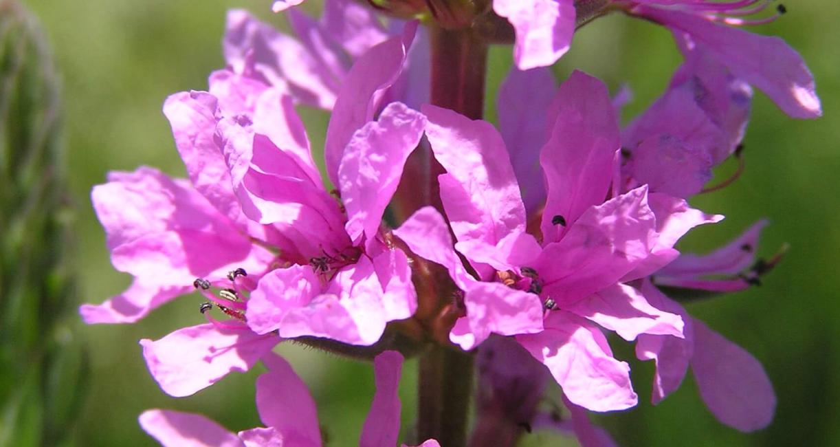 Purple Loosestrife flower
