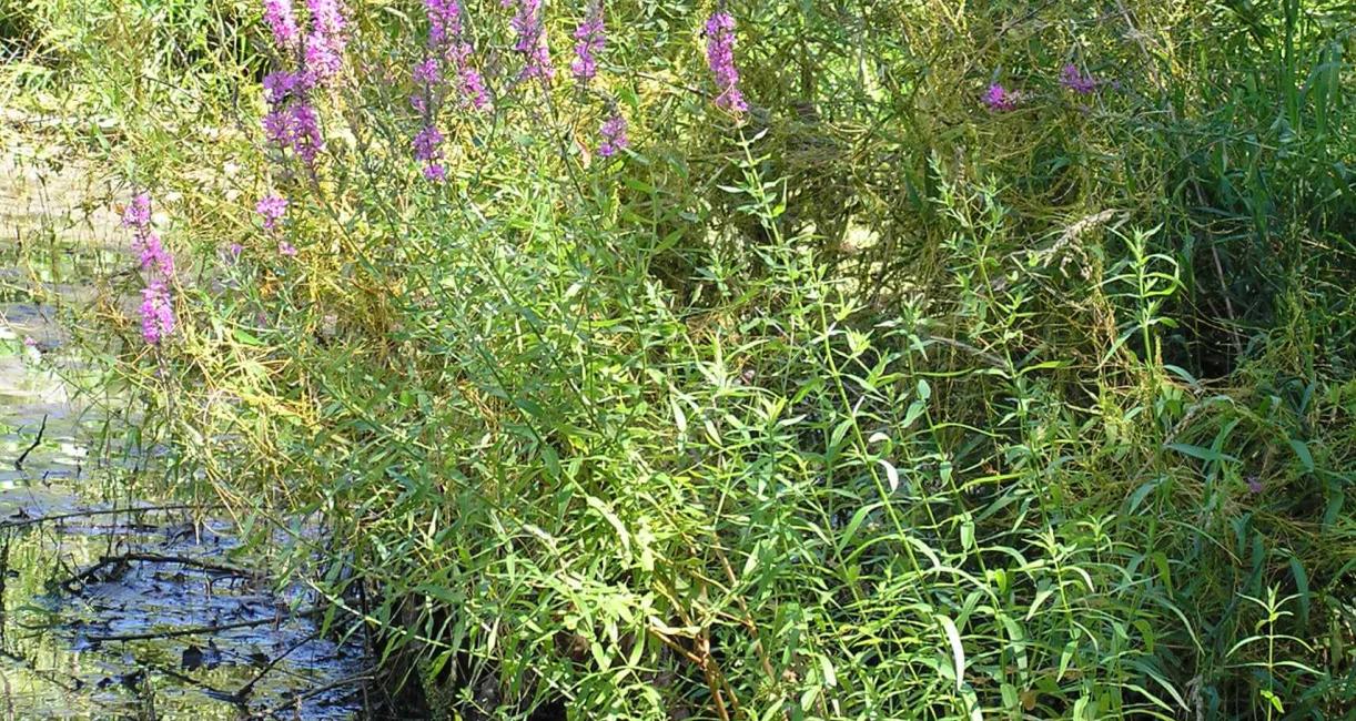 Purple Loosestrife habit