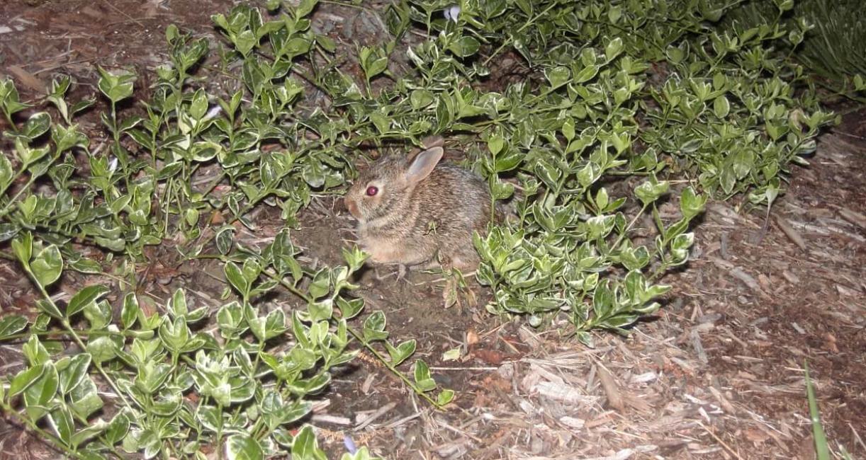 Cottontail Rabbit