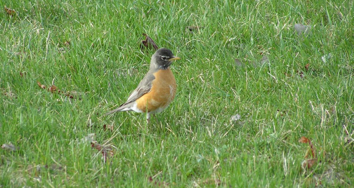 American Robin