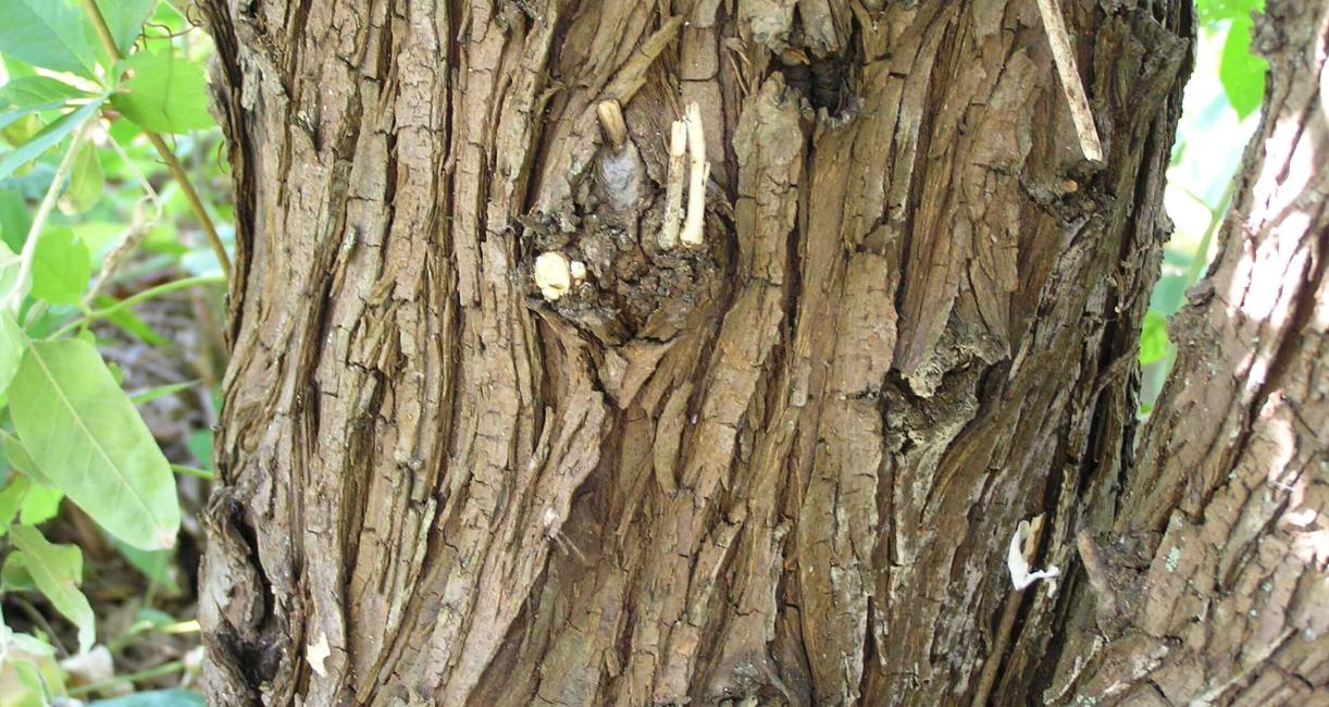 Russian Olive bark