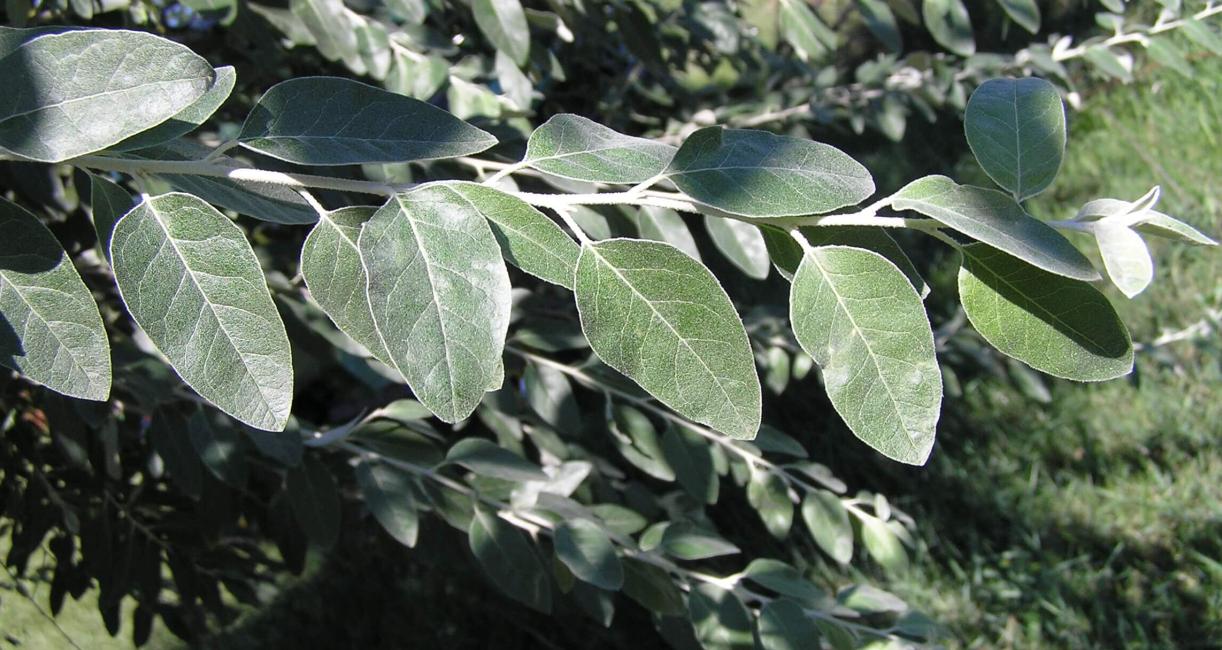 Russian Olive branch