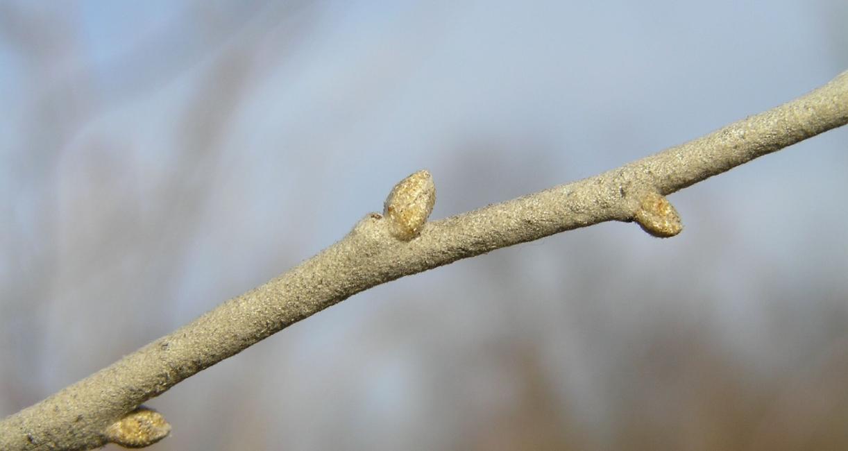 Russian Olive bud