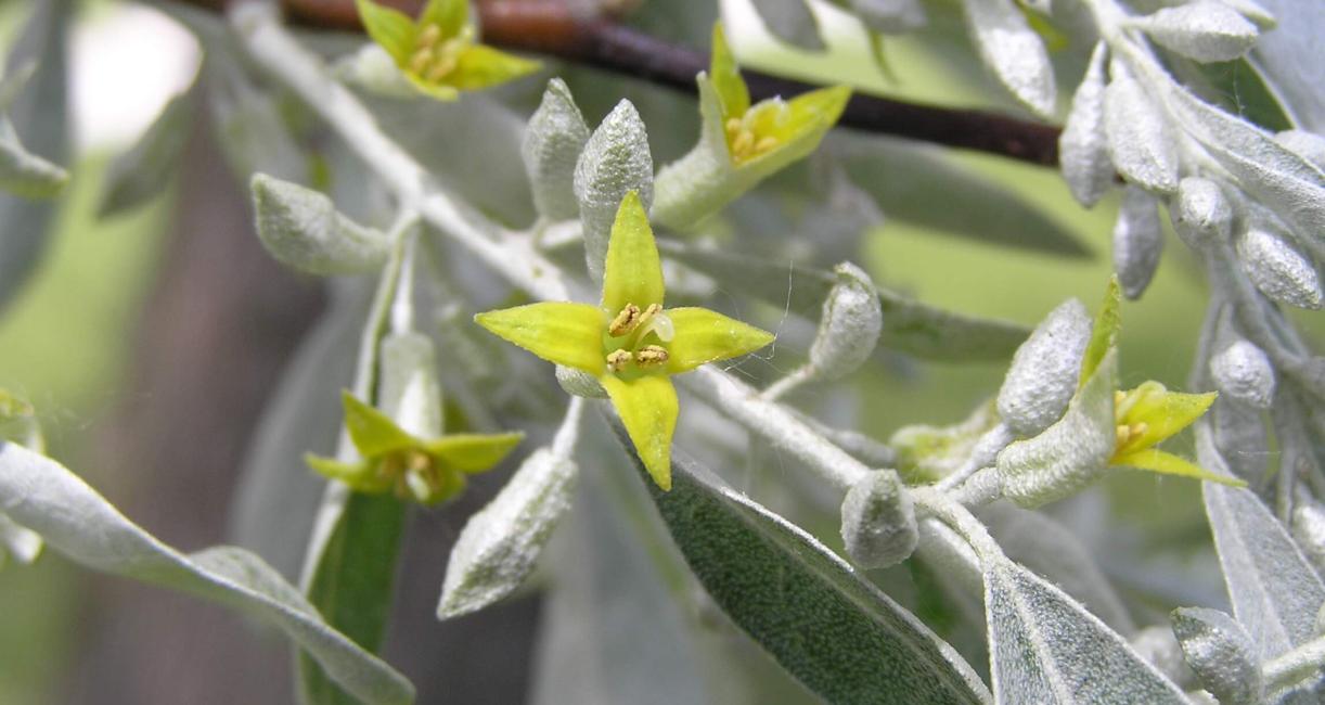 Russian Olive flower