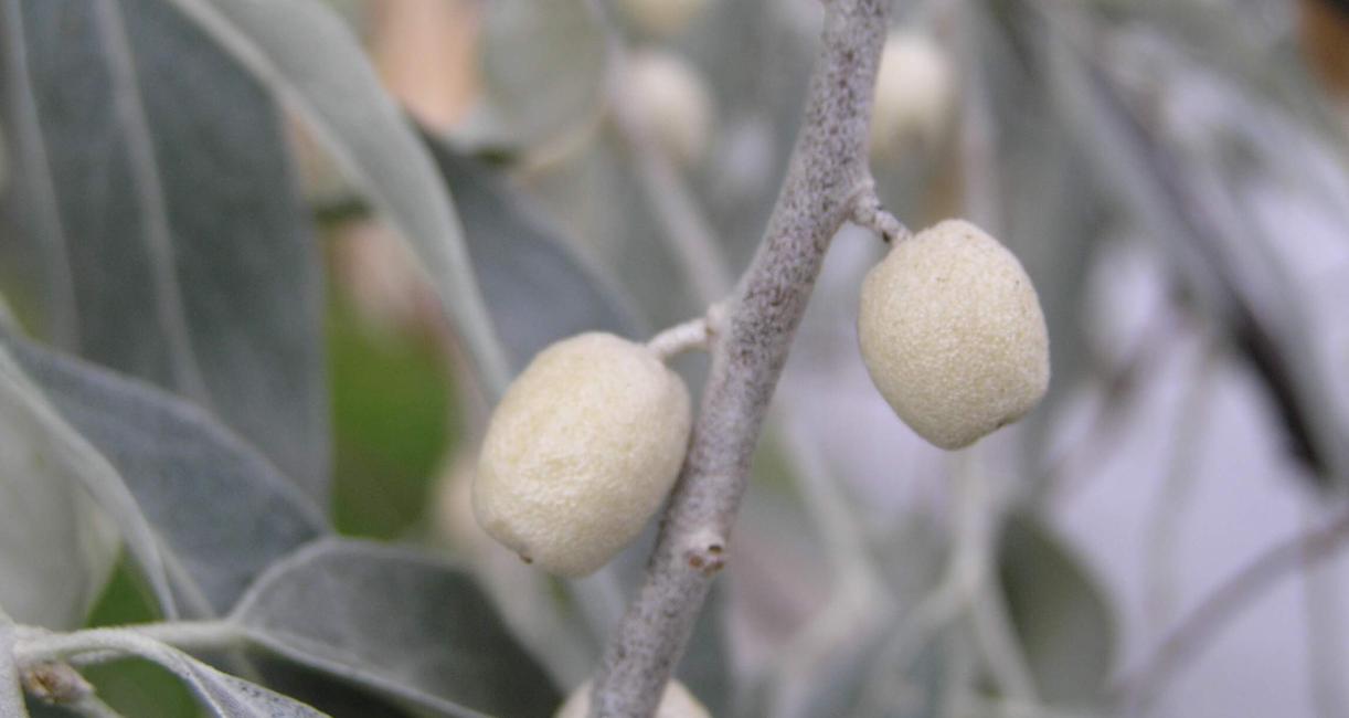 Russian Olive fruit