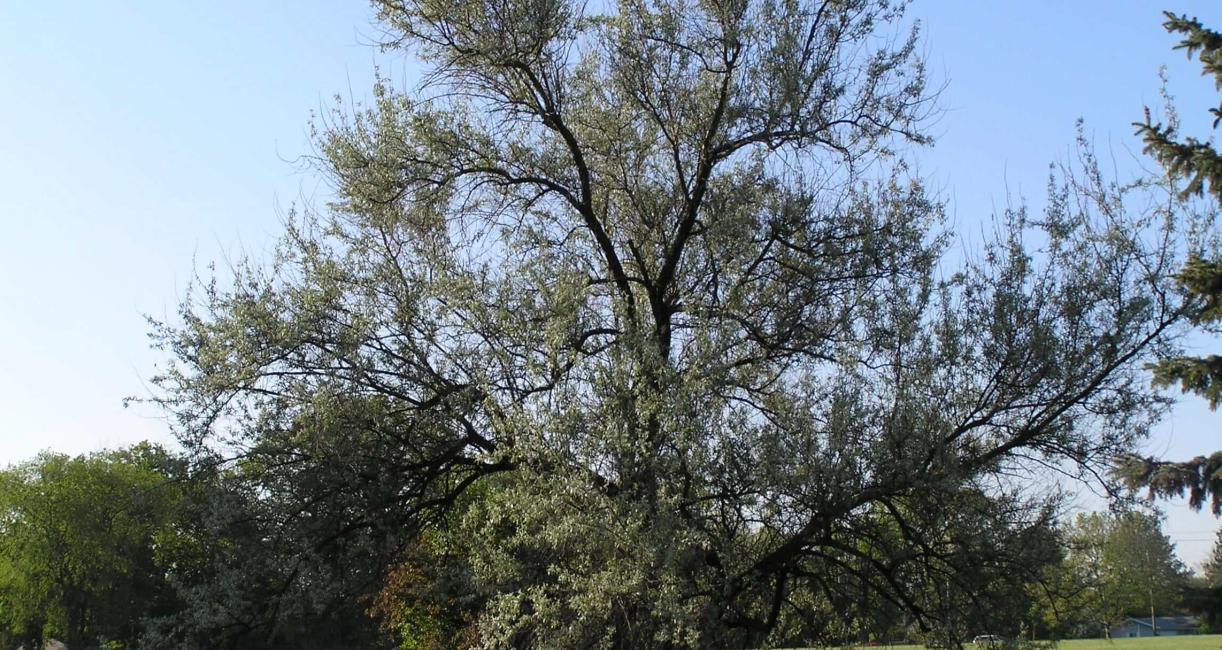 Russian Olive habit