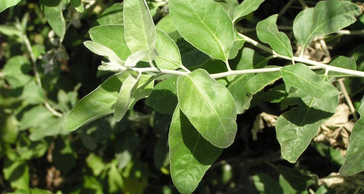 Russian Olive leaves