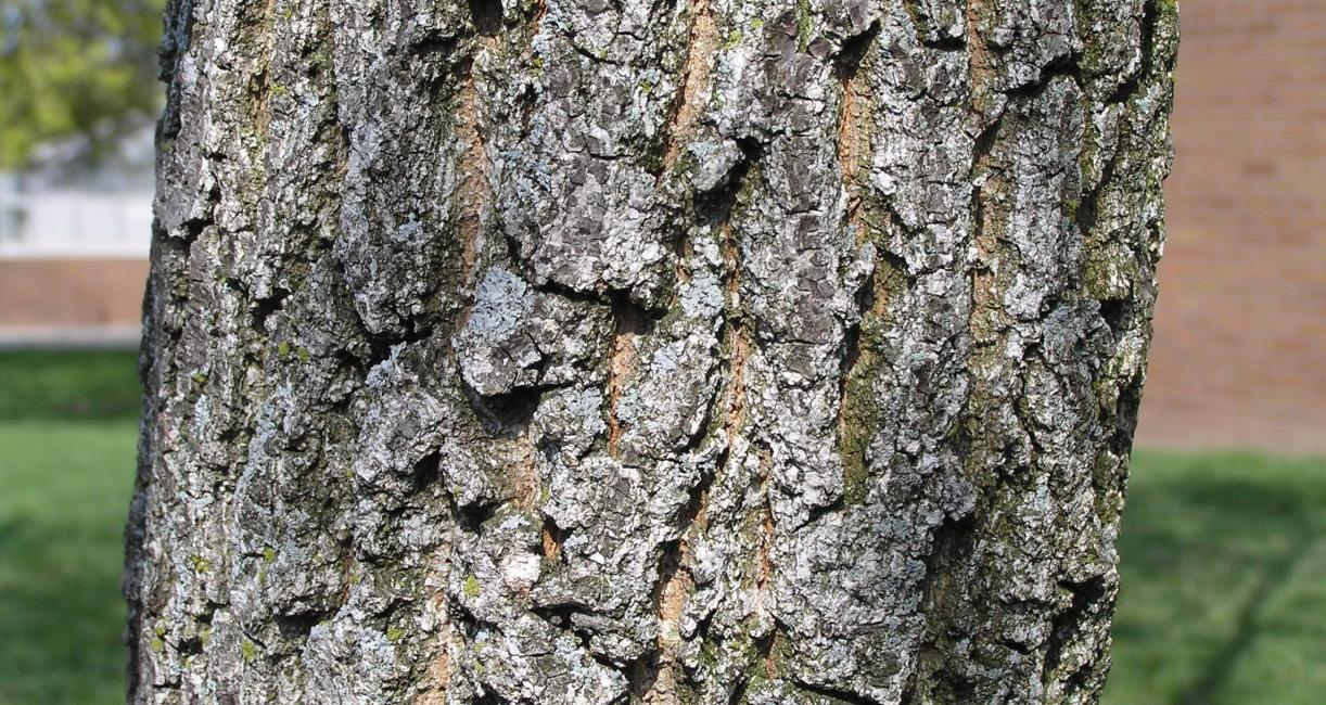 Sawtooth Oak bark
