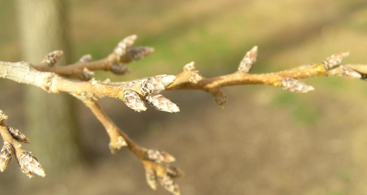 Sawtooth Oak branch