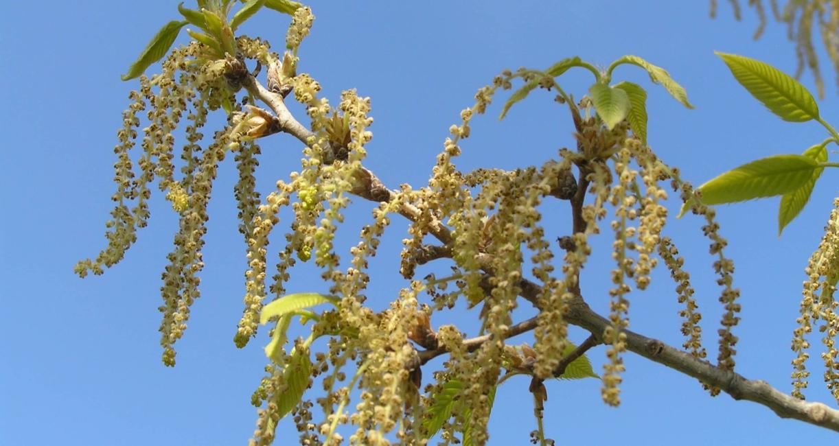 Sawtooth Oak flower