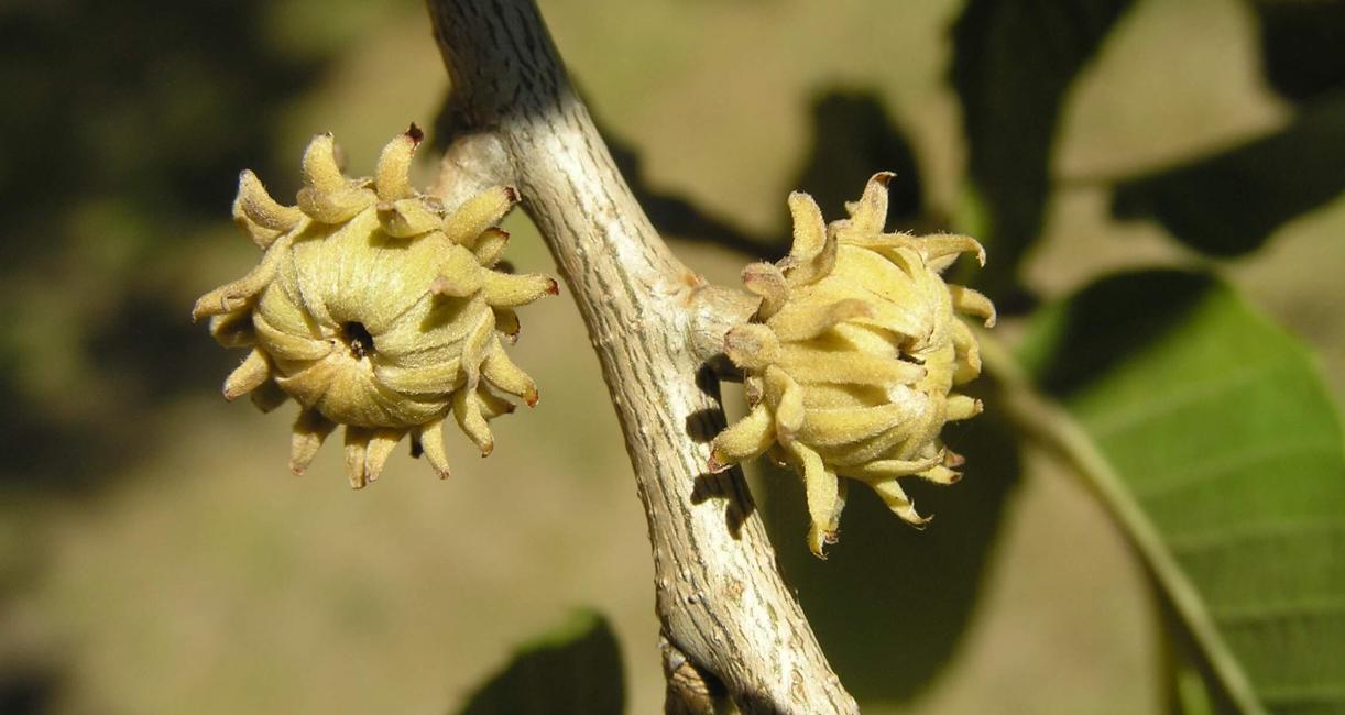 Sawtooth Oak fruit