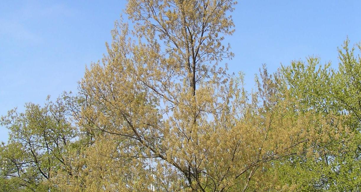 Sawtooth Oak habit