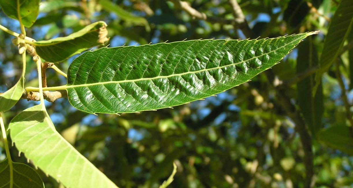 Sawtooth Oak leaves