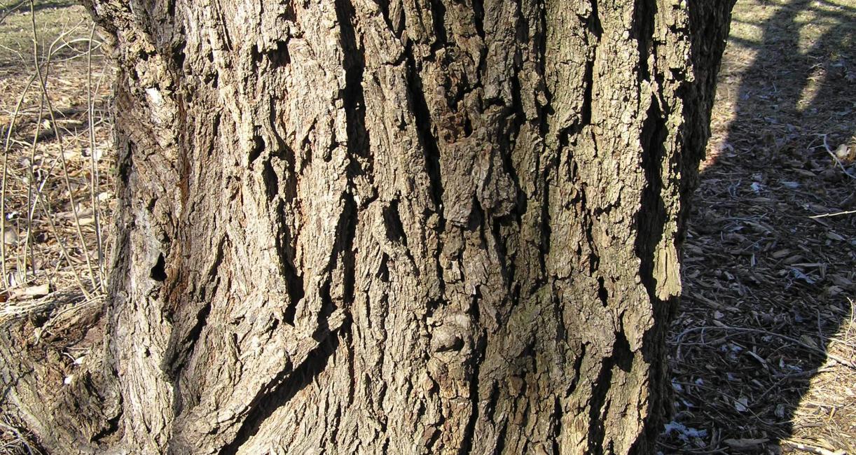 Siberian Elm bark