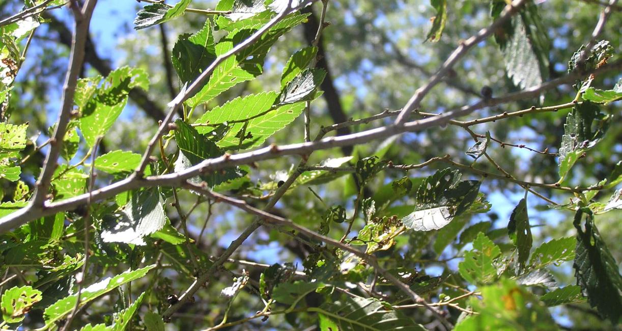 Siberian Elm branch